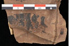 Foto (Detailansicht) von Engelhardia orsbergensis (Wessel et Weber) Jähnichen Mai et Walther (NHMW-GEO-2024-0188-0723)